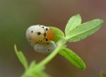 Tenthredo zona